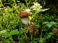 /album/a06-08-2010/hrib-06-08-2010-jpg/